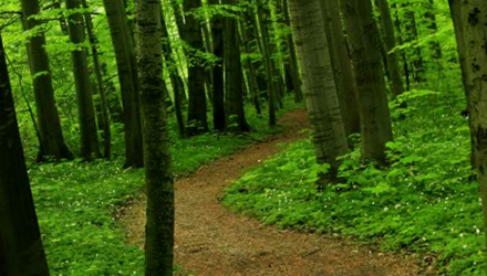 Bevar Nordmarka