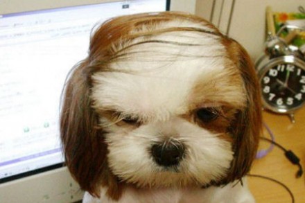 Combover-puppy
